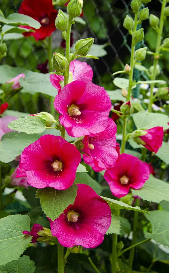 Gemischt Stockrose Blumensamen zur Aussaat – farbenfroh Biennial Blüten für Ihren Garten