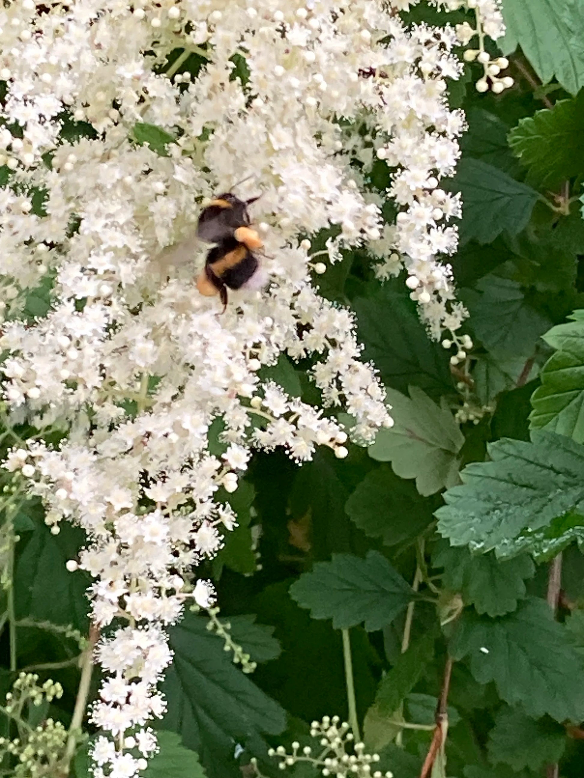 Holodiscus Discolor Blumensamen zur Aussaat Halbschatten verträglich Traditionssorte & ohne Gentechnik Samen Hausgarten