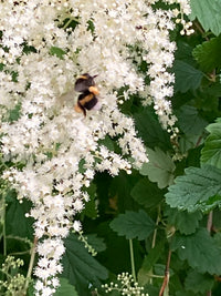 Holodiscus Discolor Blumensamen zur Aussaat Halbschatten verträglich Traditionssorte & ohne Gentechnik Samen Hausgarten
