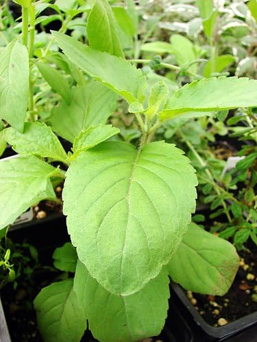 Holy Basil Samen Aussaat and germination instructions
