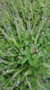 Non GMO Holy Basil Tulsi Samen for Aussaat