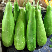 Bottle gourd samen für backyard aussaat