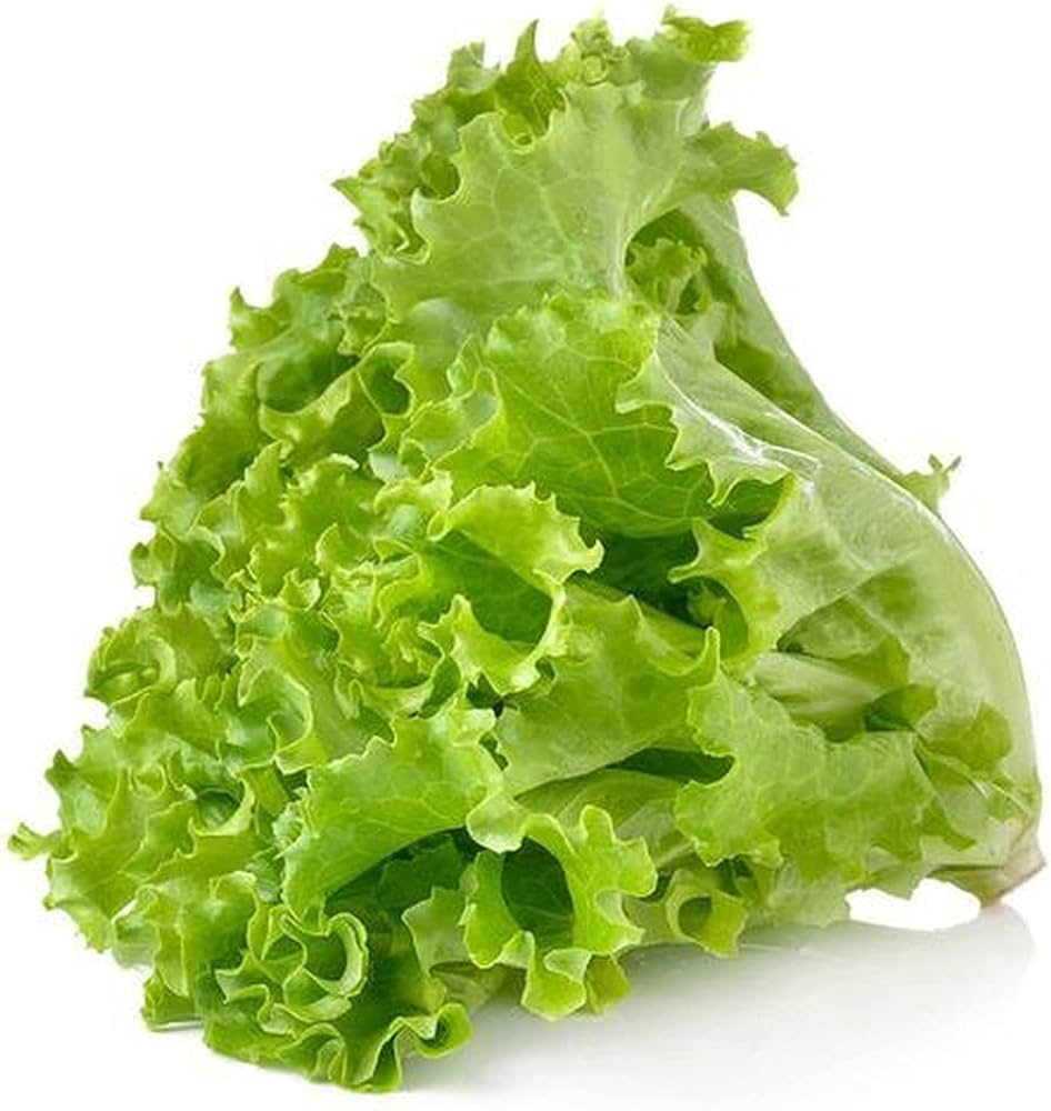Slobolt lettuce samen für backyard aussaat