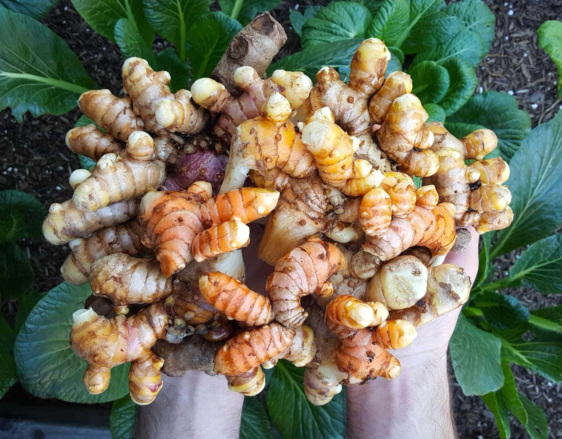 Zuhause Garten with Mixed Turmeric Pflanzen