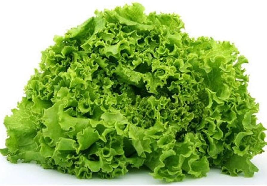 Mixed salad greens samen für backyard aussaat