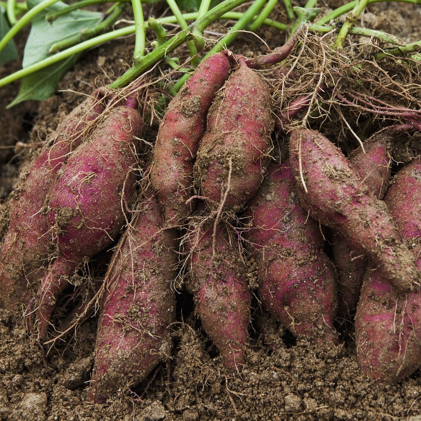 Süße potato samen für backyard aussaat