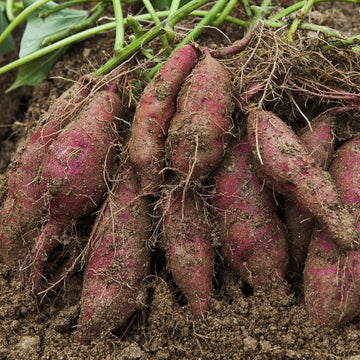 Süße potato samen für backyard aussaat