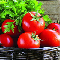 Tomato pflanzen wachsend in home gemüse patch