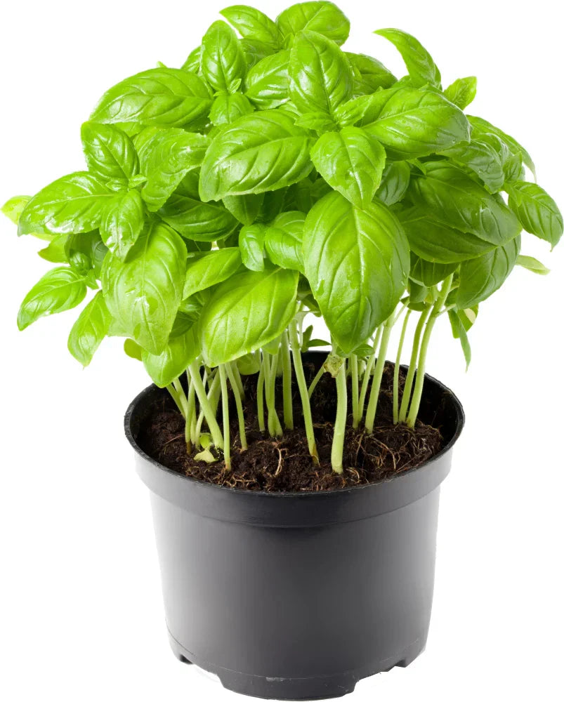 Zuhause Kraut Garten with Basil Pflanzen