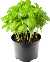 Zuhause Kraut Garten with Basil Pflanzen