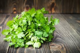 Zuhause Kraut Garten with cilantro Pflanzen