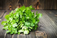 Zuhause Kraut Garten with cilantro Pflanzen