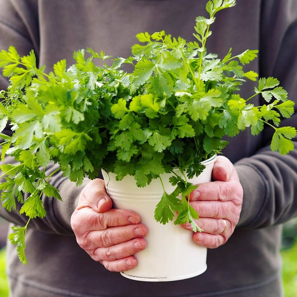 Zuhause Kraut Garten with Coriander Pflanzen