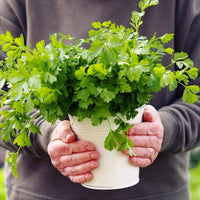 Zuhause Kraut Garten with Coriander Pflanzen