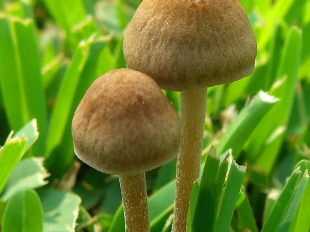 Freshly harvested brown pilze in a home garten
