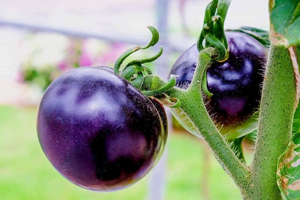 Homegrown violette tomatoes