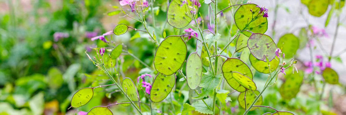 Grün Lunaria Blumensamen zur Aussaat – hochwertige Qualitäts- – Traditionssorte & ohne Gentechnik Samen Hausgarten
