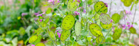 Grün Lunaria Blumensamen zur Aussaat – hochwertige Qualitäts- – Traditionssorte & ohne Gentechnik Samen Hausgarten