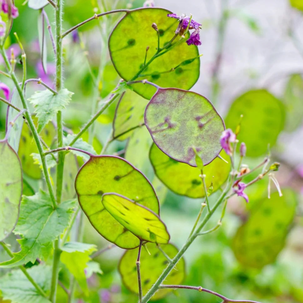 Lunaria Blumensamen zur Aussaat – sonnenliebend – Traditionssorte & ohne Gentechnik Samen Hausgarten