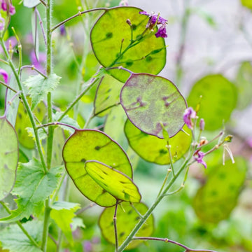 Lunaria Blumensamen zur Aussaat – sonnenliebend – Traditionssorte & ohne Gentechnik Samen Hausgarten