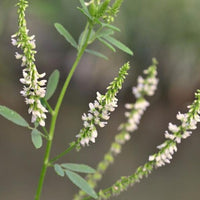 Honeybee foraging on White Blossom Sweet Clover Blumen