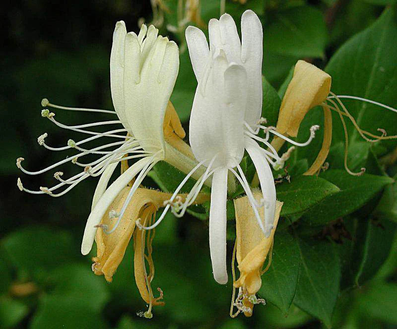 Honeysuckle blumen in garten