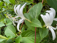 How to sow lonicera japonica samen