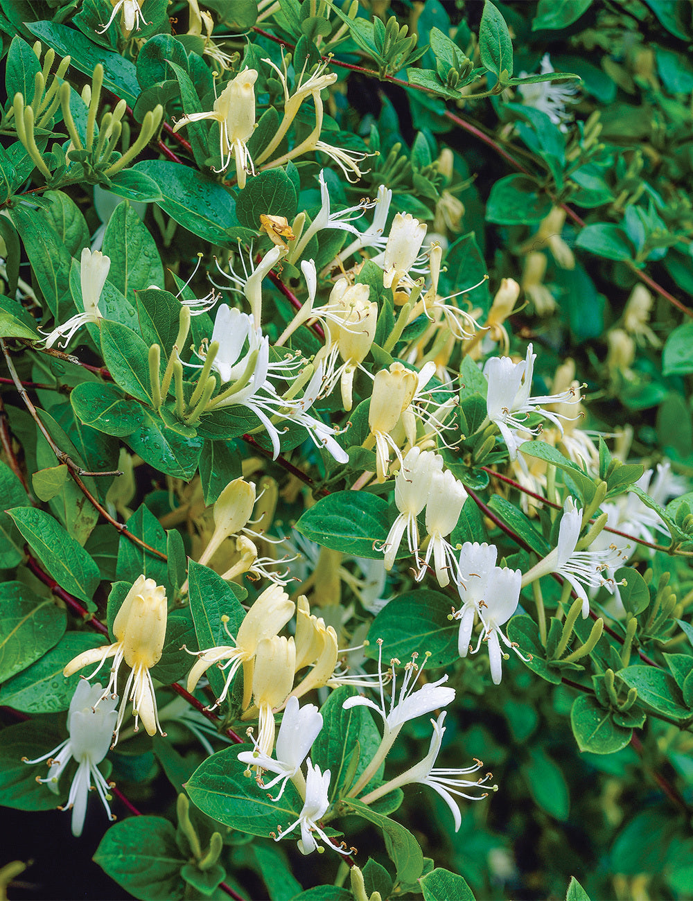 Lonicera japonica vine