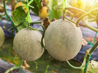 Juicy honigtau melon fruit gezogen aus garten samen