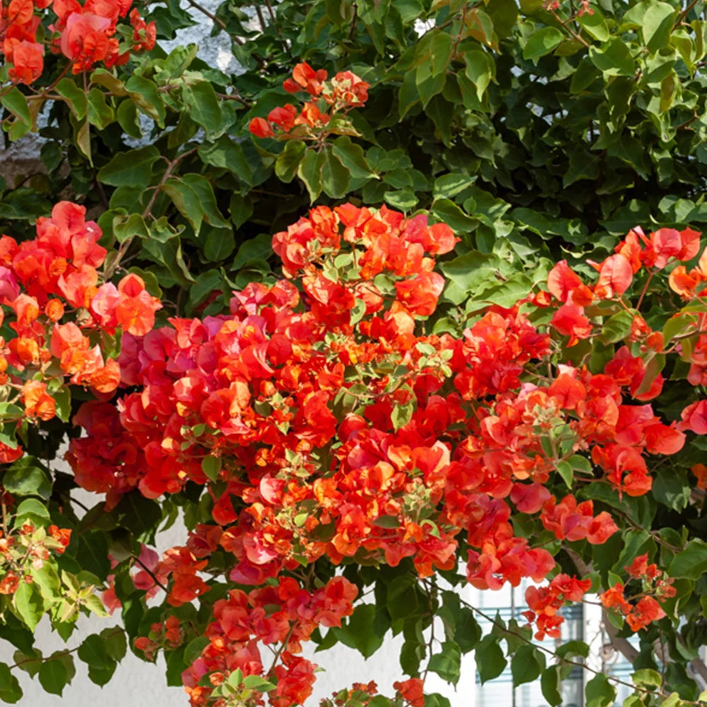 MultiColour Drillingsblume Bougainvillea Blumensamen zur Aussaat Landhaus Garten wichtig Traditionssorte & ohne Gentechnik Samen Hausgarten