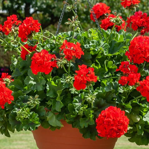 Orange Rot Geranie Blumensamen zur Aussaat saisonal Dauerblüher Traditionssorte & ohne Gentechnik Samen Hausgarten