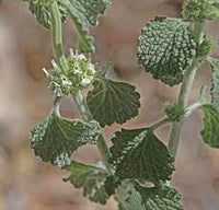 Horehound Pflanzen Thriving in Sunny Garten Bed