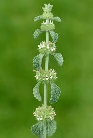 Horehound Samen Germinating in Well-Drained Soil