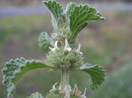 Young Horehound Seedlings Anbau in Sunlight
