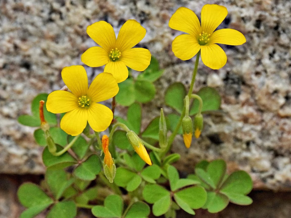 Sauerklee Blumensamen zur Aussaat lang Blüte Saison Traditionssorte & ohne Gentechnik Samen Hausgarten