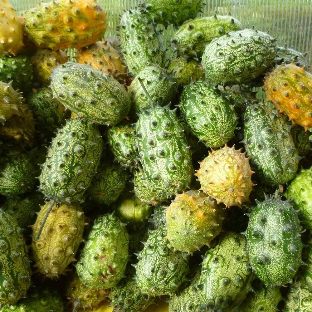 Horned cucumber kiwano samen producing spiky orange cucumbers