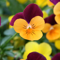 Stiefmütterchen Blumensamen zur Aussaat – Landhaus Garten wichtig – Traditionssorte & ohne Gentechnik Samen Hausgarten