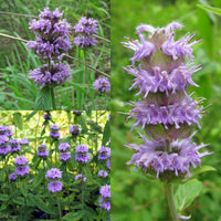 Horsemint Blephilia ciliata Samen