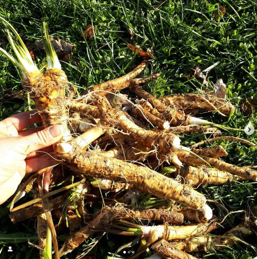 Horseradish Planting Samen  Grow Your Own Spicy Root
