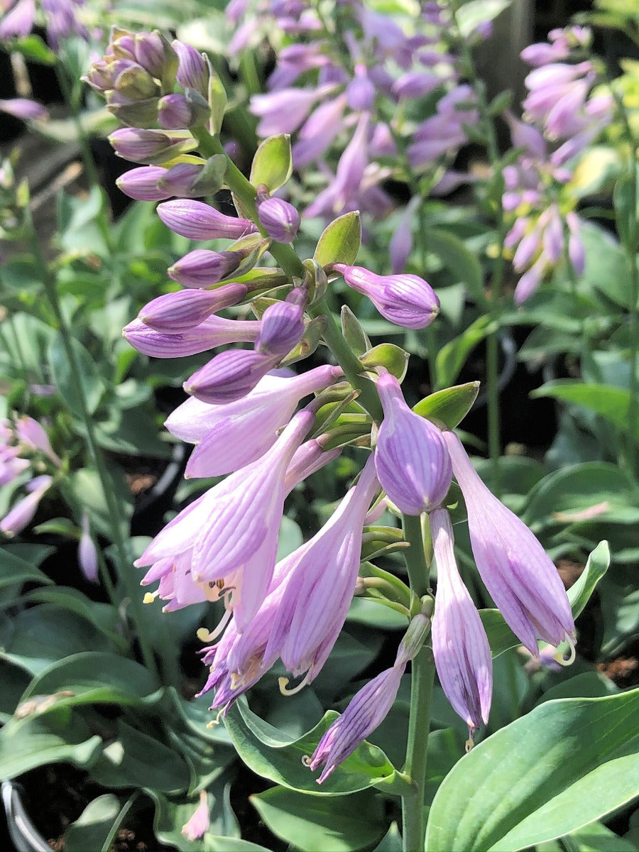 Hosta Blumensamen zur Aussaat sonnenliebend Traditionssorte & ohne Gentechnik Samen Hausgarten