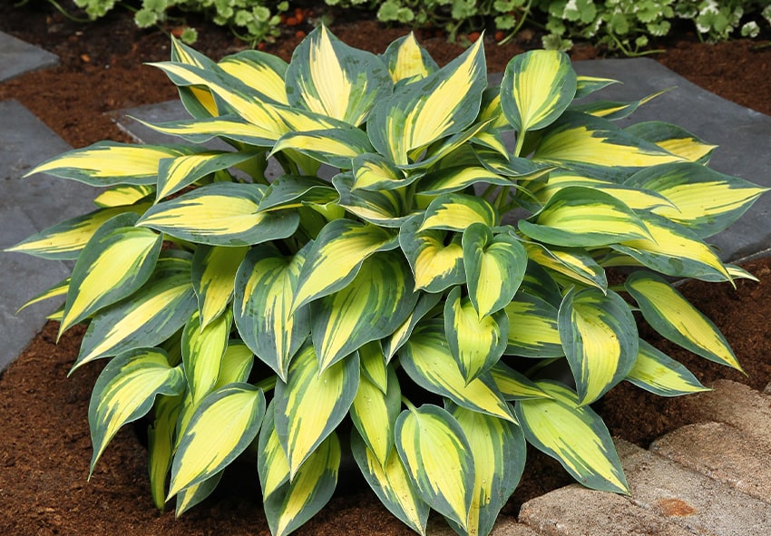 Grün Hosta Blumensamen zur Aussaat – lang Blüte Saison – Traditionssorte & ohne Gentechnik Samen Hausgarten