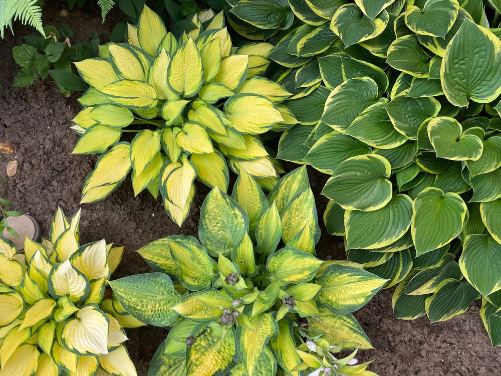 Grün Blau Hosta Blumensamen zur Aussaat – lang Blüte Saison – Traditionssorte & ohne Gentechnik Samen Hausgarten