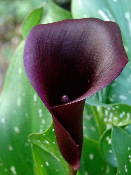 Schwarz Calla Blumensamen zur Aussaat – Bestäuber freundlich – Traditionssorte & ohne Gentechnik Samen Hausgarten