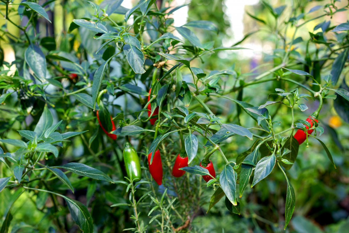 Hot pepper samen capsicum variety für aussaat