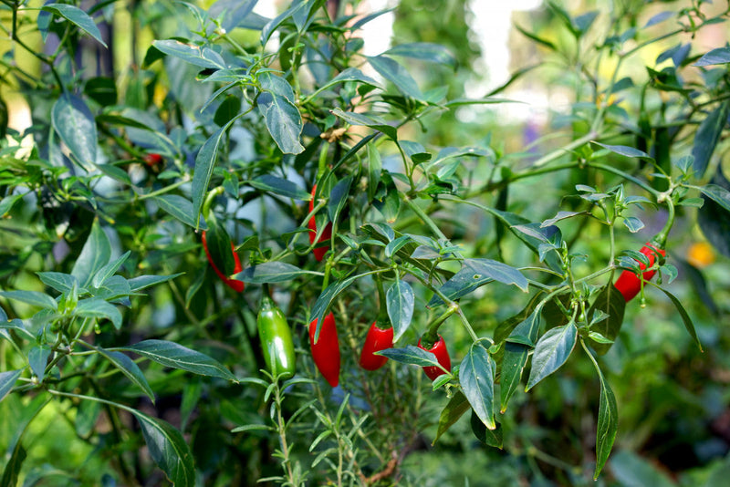 Hot pepper samen capsicum variety für aussaat