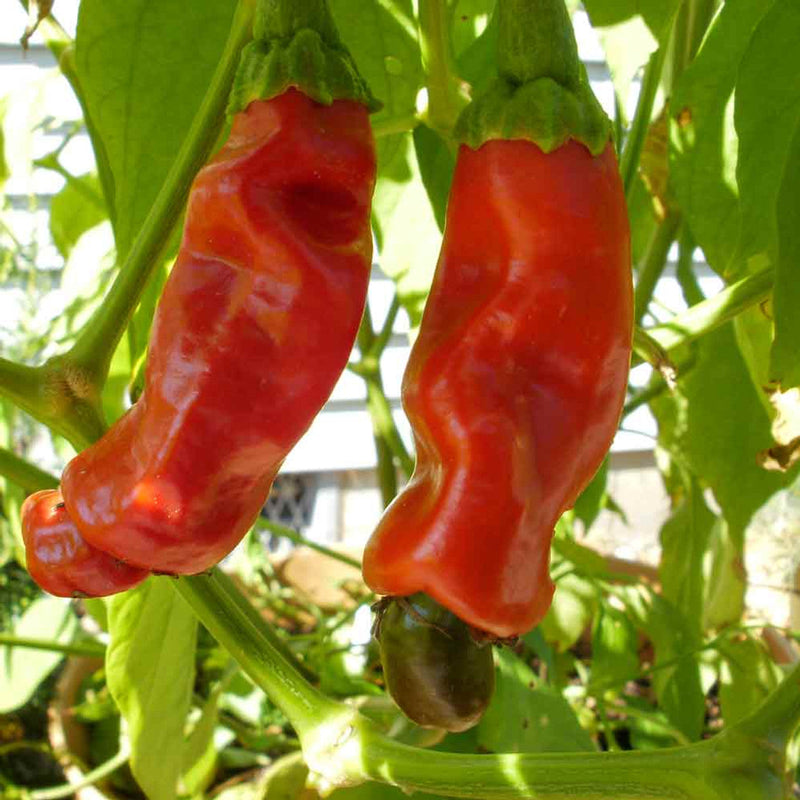 Hot pepper samen unique peter pepper fruit shape