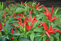 Hot pepper samen ideal für usa gardens