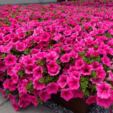 Traditionssorte Surfinia Blumensamen zur Aussaat sonnenliebend Traditionssorte & ohne Gentechnik Samen Hausgarten