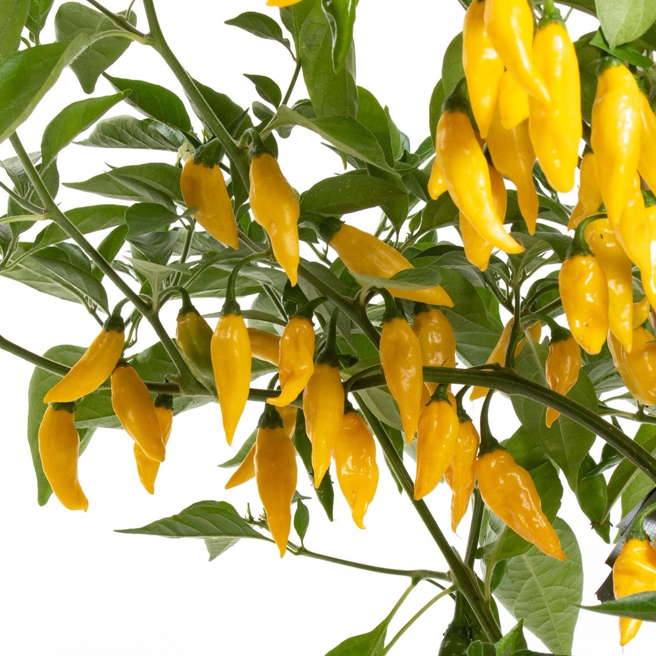 Hell Gelb Chili Gemüse Samen zum Pflanzen