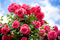 Rosenbusch Blumensamen zur Aussaat Blüten für Ihren Garten